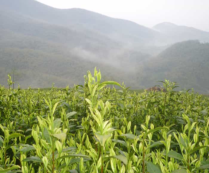 飲天目湖白茶的三流程：趣、神、味